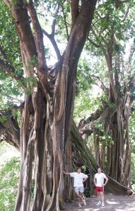 één van de twee boompjes