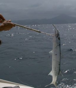 Wat zielig? This is 4 living!